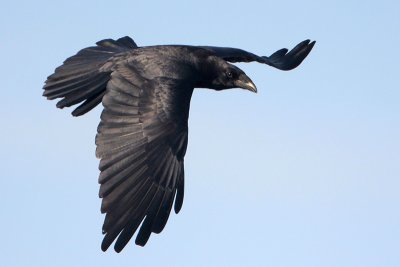 Chihuahuan Raven