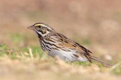 Savannah Sparrow