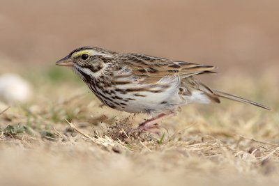 Savannah Sparrow