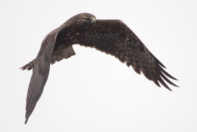 Immature Dark-morph Swainsons Hawk