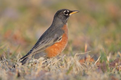 American Robin