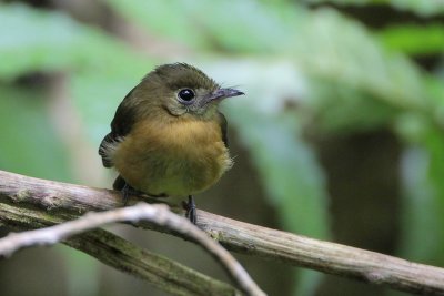 Sulphur-rumped Flycatcher