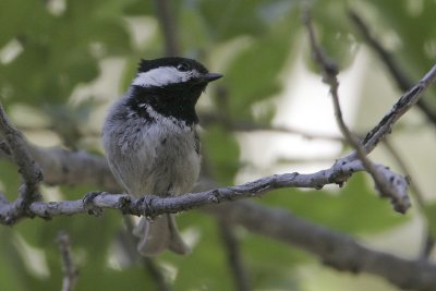 Mexican Chickadee