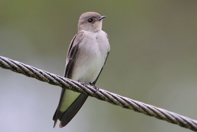 Southern Rough-winged Swallow