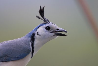 White-throated Magpie-Jay