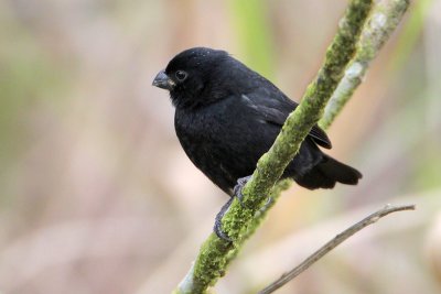 Variable Seedeater