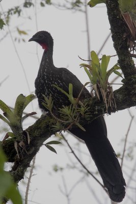 Crested Guan