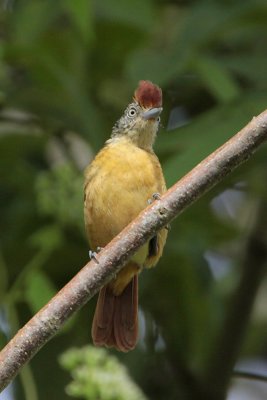 Barred Antshrike