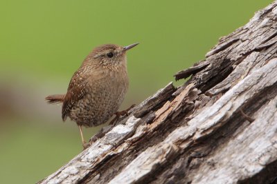 Winter Wren