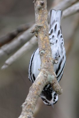 Black-and-white Warbler