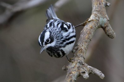 Black-and-white Warbler