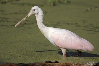 Roseate Spoonbill