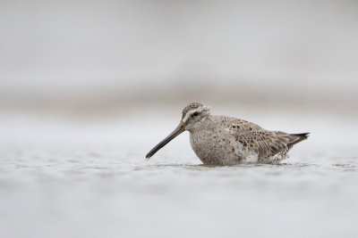 Short-billed Dowitcher