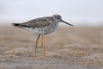 Greater Yellowlegs