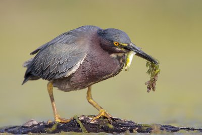 Green Heron