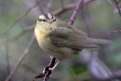 Worm-eating Warbler