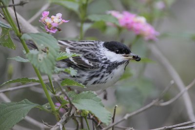 Blackpoll Warbler