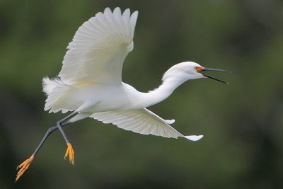 Snowy Egret