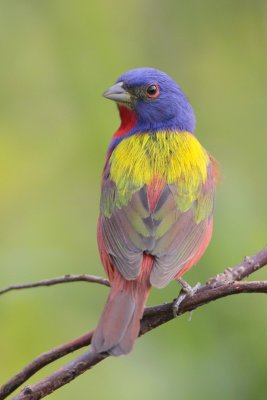 Painted Bunting