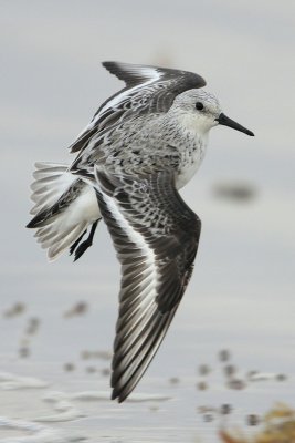 Sanderling