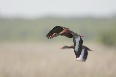 Black-bellied Whistling-Duck