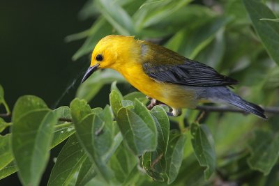 Prothonotary Warbler