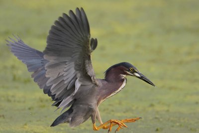 Green Heron