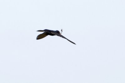 Purple Martin w/Four-spotted Pennant