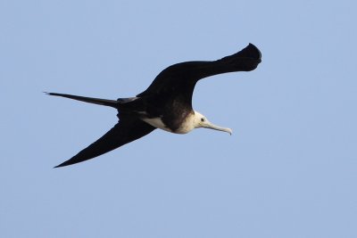 Magnificent Frigatebird