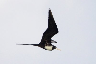 Magnificent Frigatebird