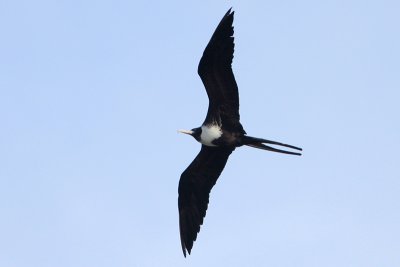 Magnificent Frigatebird