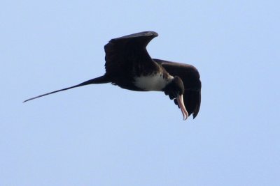 Magnificent Frigatebird