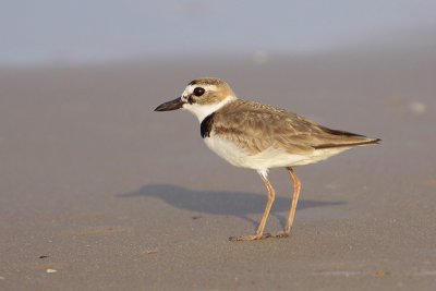 Wilson's Plover