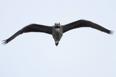 Yellow-crowned Night-Heron