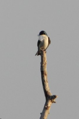 Tree Swallow