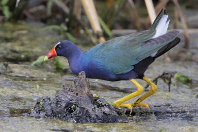 Purple Gallinule