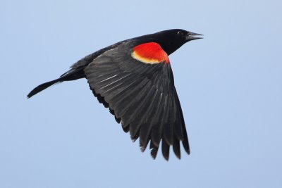 Red-winged Blackbird
