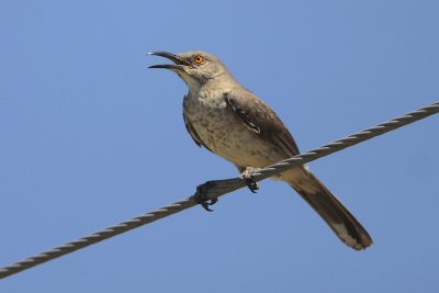 Curve-billed Thrasher