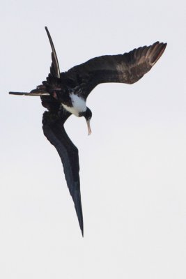 Magnificent Frigatebird