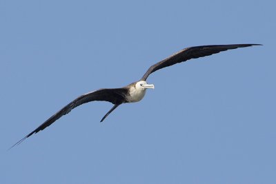 Magnificent Frigatebird