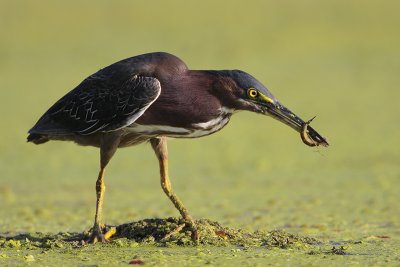 Green Heron