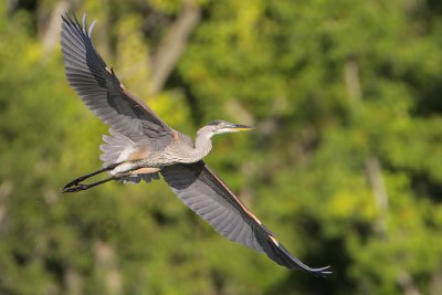 Great Blue Heron