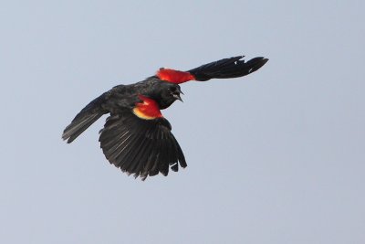 Red-winged Blackbird