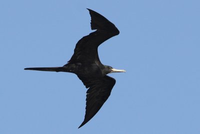 Magnificent Frigatebird