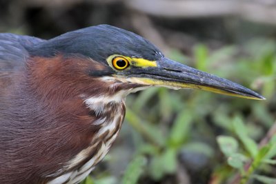 Green Heron