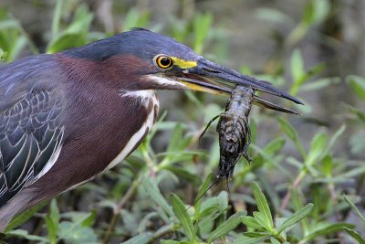 Green Heron