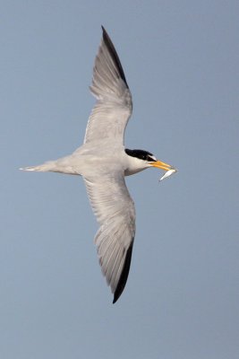 Least Tern