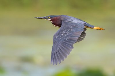 Green Heron