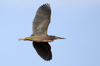 Green Heron