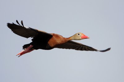 Black-bellied Whistling-Duck